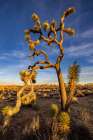 Joshua Trees near sunset in Joshua Tree National Park, California, USA Art Print